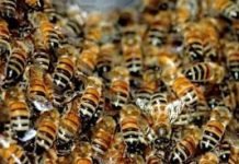 Homem morre após ser atacado por abelhas em Paiçandu