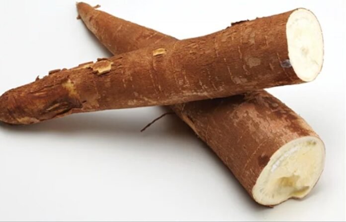 mandioca
