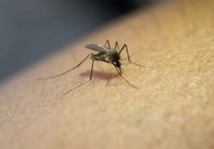 mosquito da dengue
