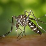 foto mosquito da dengue