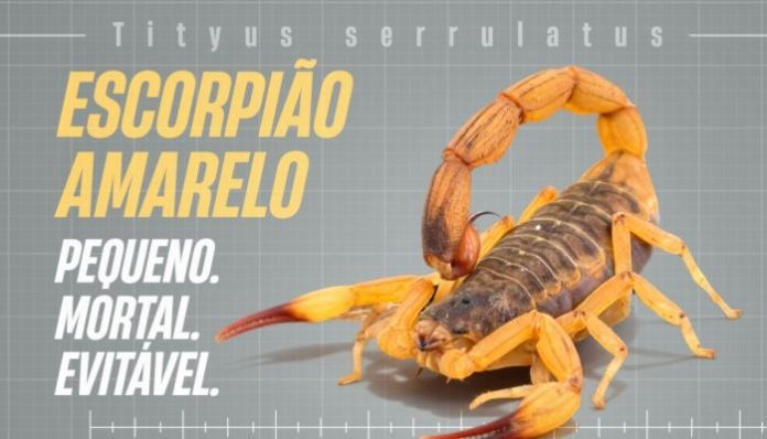 escorpiao