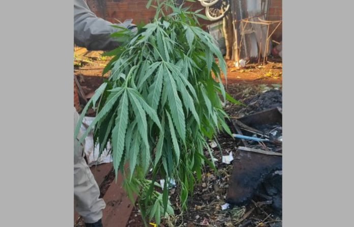 maconha