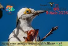 Global Big Day mobiliza o Clube de Observadores de Aves Norte do Paraná – COA-NPR.