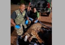 Onça-pintada é capturada com segurança após mobilizar equipes ambientais em Mandaguari