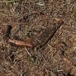Revólver calibre .357 é encontrado abandonado às margens da PR-444