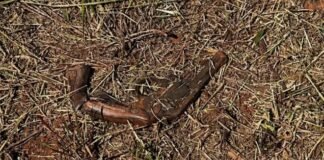 Revólver calibre .357 é encontrado abandonado às margens da PR-444