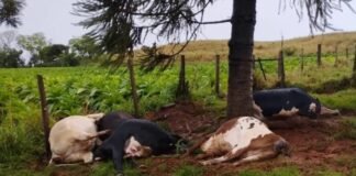 Raio mata cinco vacas leiteiras durante temporal em Rio Bom