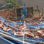 Tempestade destrói granja em Apucarana, mata 20 mil frangos e faz produtor abandonar atividade