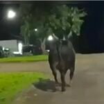Touro de rodeio escapa e mata mulher em Barbosa Ferraz