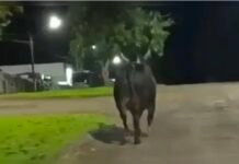 Touro de rodeio escapa e mata mulher em Barbosa Ferraz