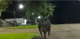 Touro de rodeio escapa e mata mulher em Barbosa Ferraz
