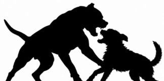 Mulher é mordida por pitbull ao tentar separar briga entre cães